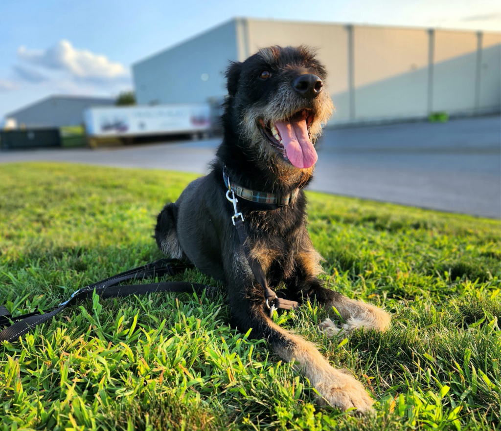 Truck drivers and dogs